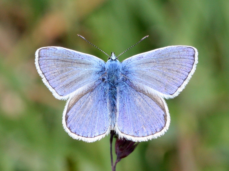 Polyommatus icarus